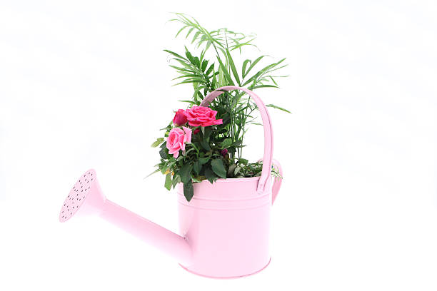istock Planted pink ornamental watering can on a white background 182722047