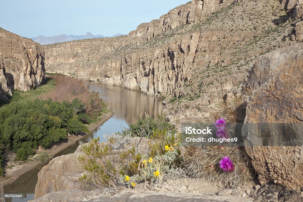 Cactus flores com vista para o Rio Grande, no Parque Nacional de Big Bend - Foto de stock de América Latina royalty-free