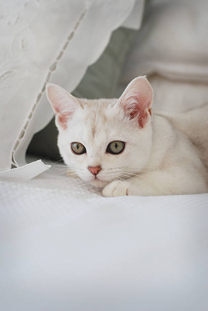 istock Gorgeous Burmilla Kitten on White and Green Bed 182722140