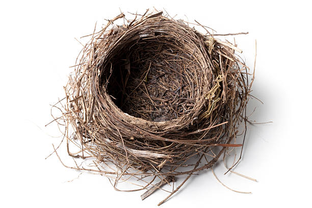 둥지 - animal nest bird birds nest empty 뉴스 사진 이미지