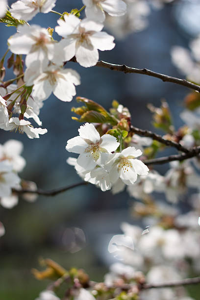 cherry blossoms stock photo