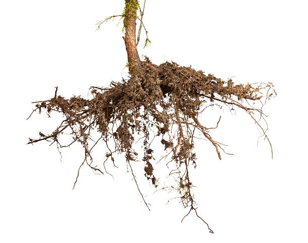 Tree roots stock photo