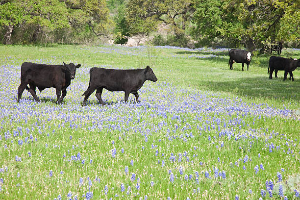 istock Black Angus Cows in Texas Bluebonnet Field. 182722832