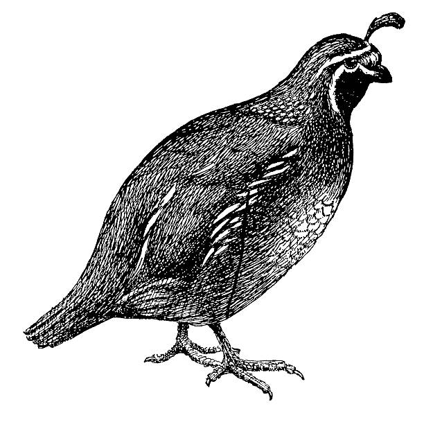 illustrations, cliparts, dessins animés et icônes de oiseau antique quail/illustrations - colin