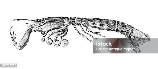 19th Century Engraving Of A Mantis Shrimp Squilla Stock Illustration - Download Image Now - Mantis Shrimp, Animal, Antique