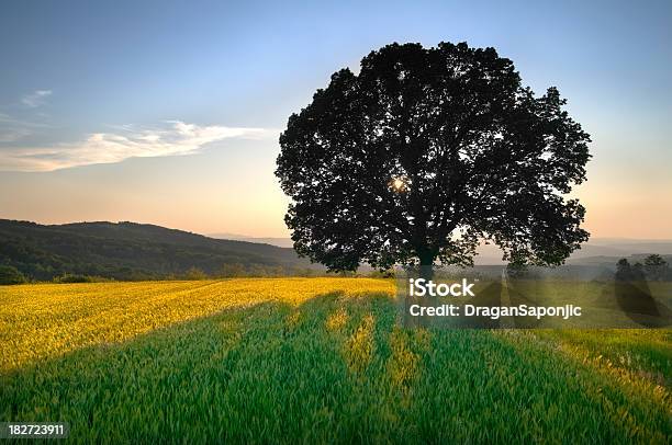 Color Dorado De Campo De Trigo En Puesta De Sol Foto de stock y más banco de imágenes de Aire libre - Aire libre, Ajardinado, Amarillo - Color