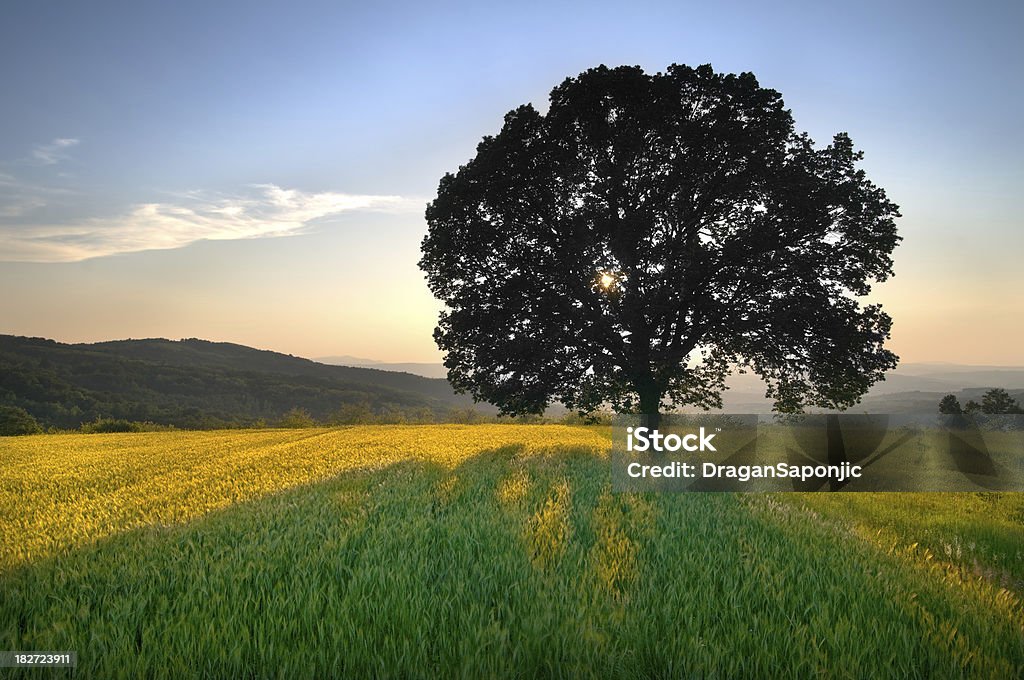Couleur dorée de champ de blé au coucher du soleil - Photo de Arbre libre de droits