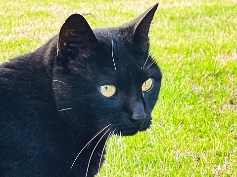 black cat at home in the garden