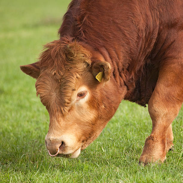 A close-up head shot of a Limousin-type beef cattle bull grazing.