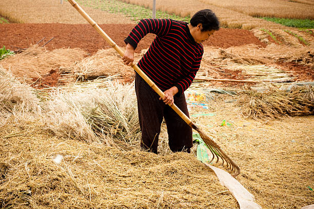 istock Chinese farmers 182724161