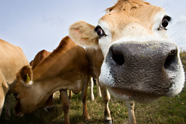 istock Young Jersey Cow in the Field 182724232