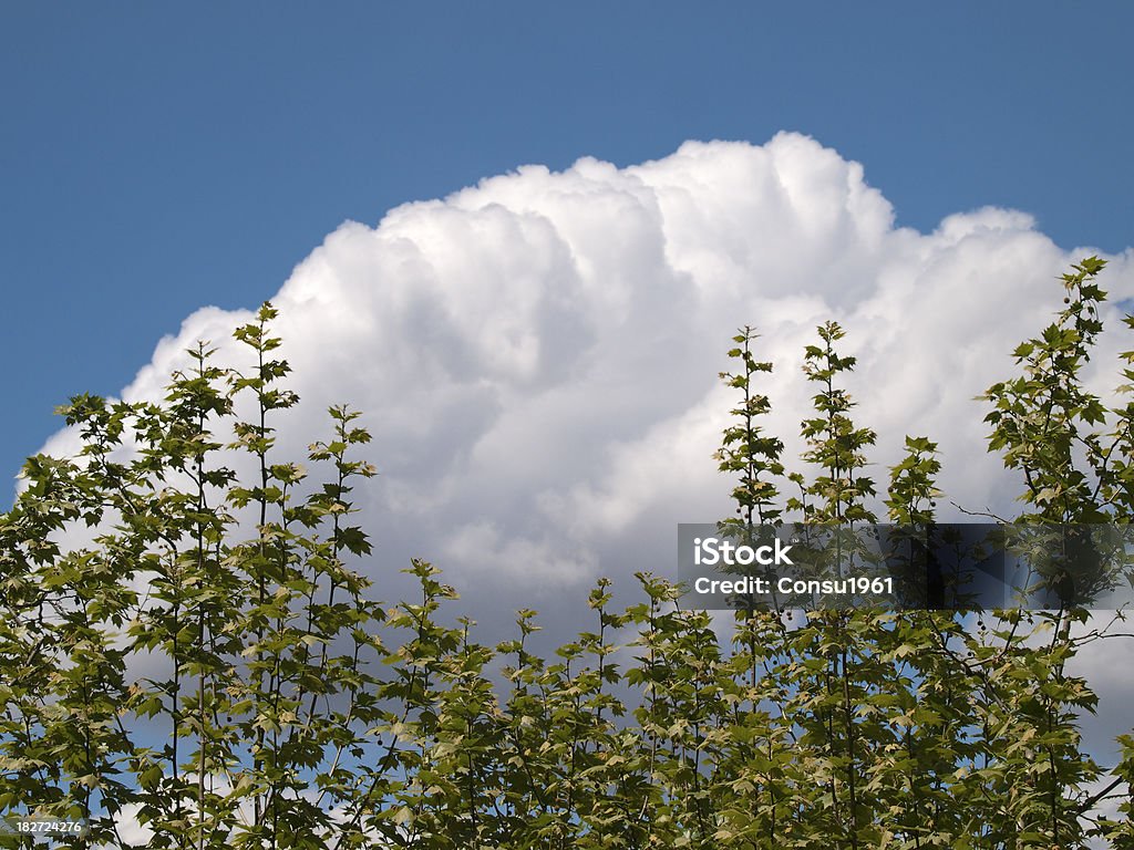 Cielo de mayo - Foto de stock de Aire libre libre de derechos