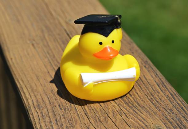 Graduation Rubber Duckie Rubber duckie with graduation mortar board cap. duck with hat stock pictures, royalty-free photos & images