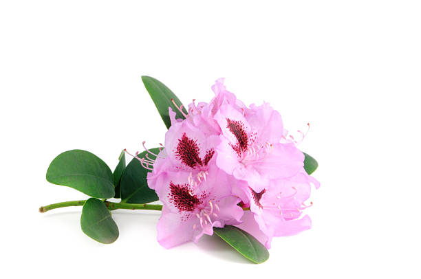 istock isolated purple Rhododendron 182724283