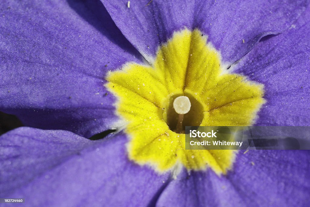 Coração de roxo e amarelo primulas Polyanthus flor - Foto de stock de Amarelo royalty-free