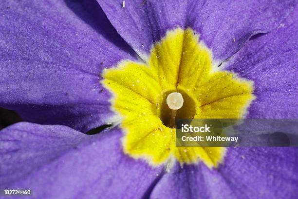 Foto de Coração De Roxo E Amarelo Primulas Polyanthus Flor e mais fotos de stock de Amarelo - Amarelo, Azul, Beleza natural - Natureza