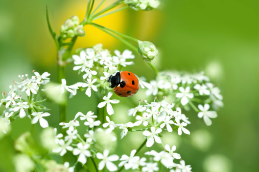 Ladybug On Wild Flower aa Shallow Depth Of Field.