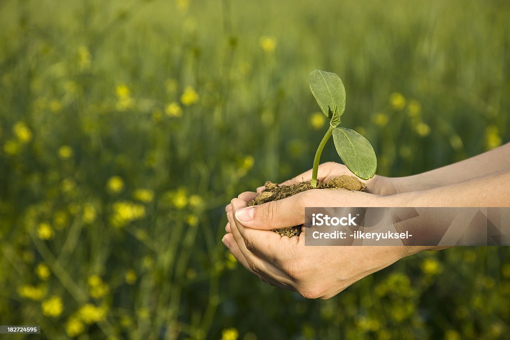 Árvore jovem ao ar livre - Royalty-free Abraçar Árvore Foto de stock