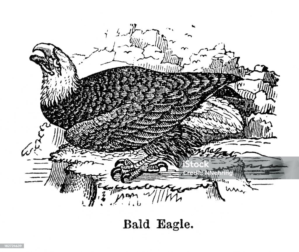 bald eagle - Lizenzfrei 1880-1889 Stock-Illustration