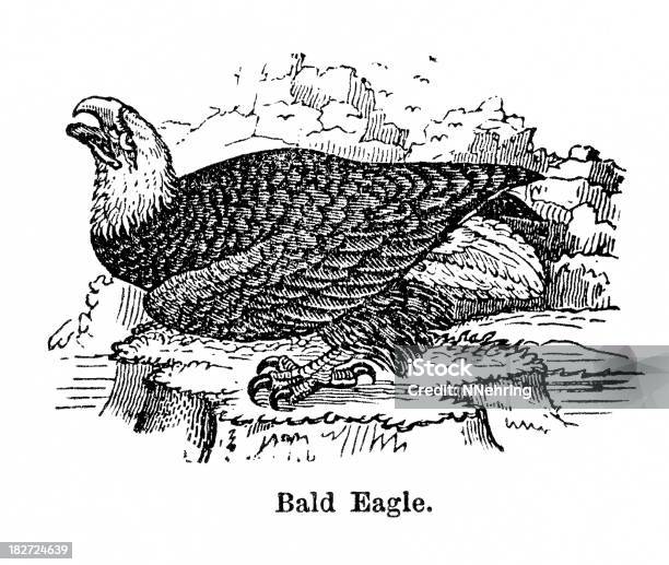 Bald Eagle Stock Vektor Art und mehr Bilder von 1880-1889 - 1880-1889, 1882, 19. Jahrhundert