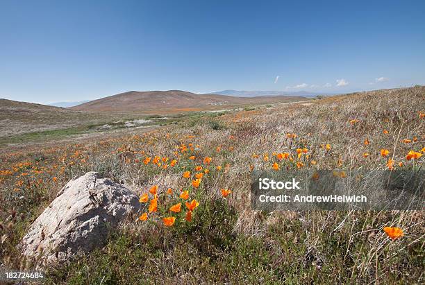 Naturschutzgebiet Antelope Valley Poppy Field Stockfoto und mehr Bilder von Abenteuer - Abenteuer, Antelope Valley, Blau