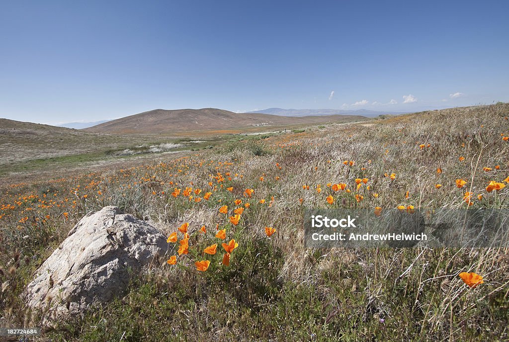 Campo di papaveri di Antelope Valley - Foto stock royalty-free di Ambientazione esterna