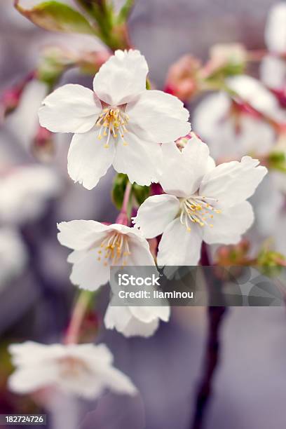 White Cherry Blossoms Stock Photo - Download Image Now - Blue, Cherry Blossom, Defocused