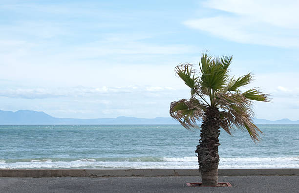 風の海岸に立つヤシの木 - south africa coastline sea wave ストックフォトと画像