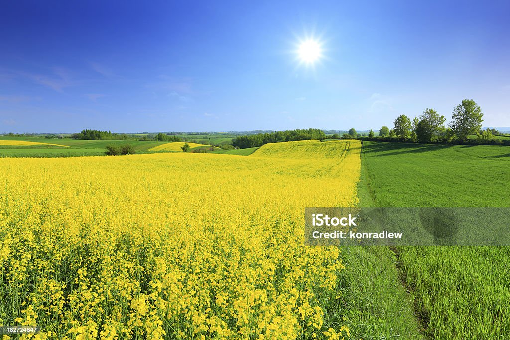 녹색과 노란색 필드-가로 - 로열티 프리 경관 스톡 사진