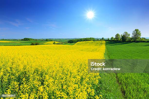 Verde E Amarelo Campo Paisagem - Fotografias de stock e mais imagens de Agricultura - Agricultura, Ajardinado, Amarelo
