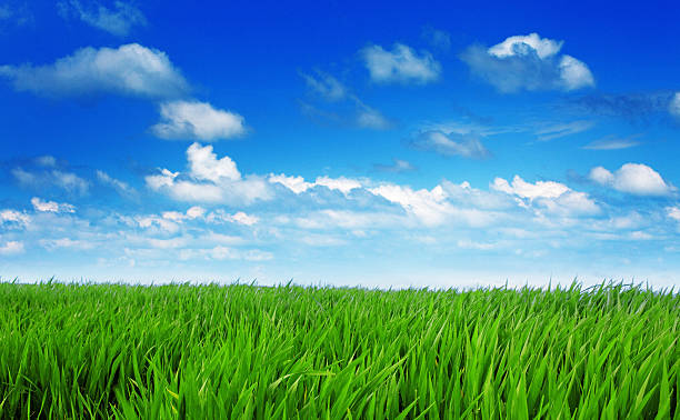 istock green field at sunny day 182724893