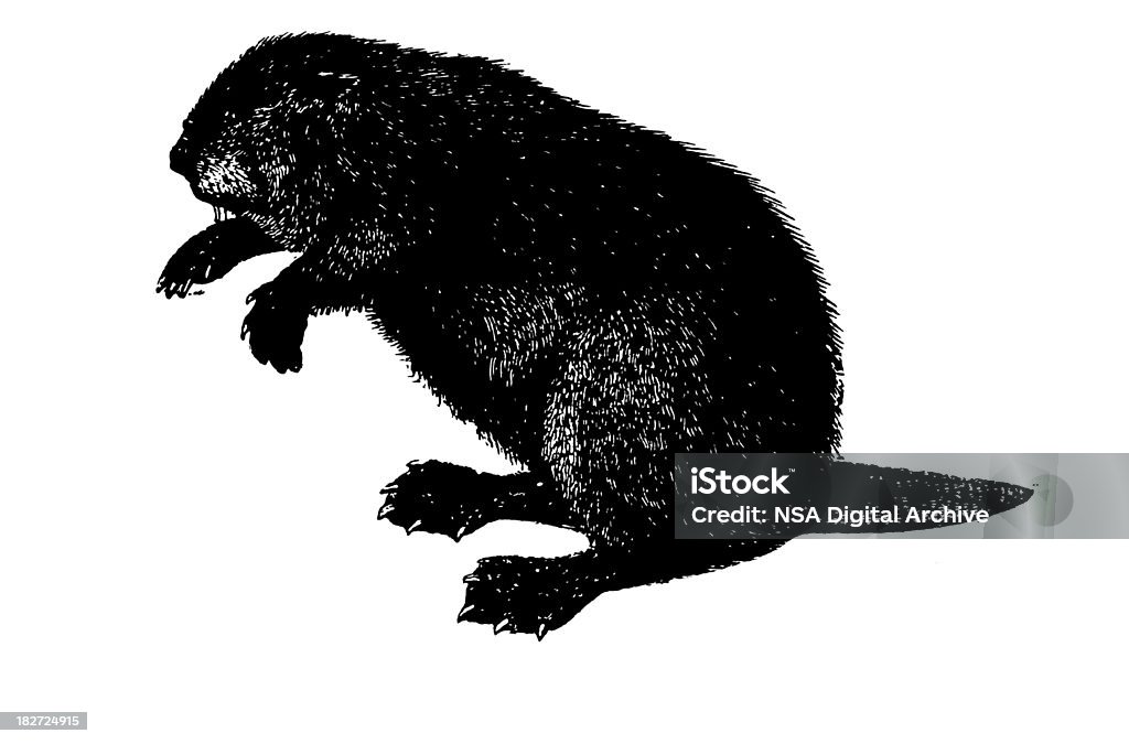 Beaver/alte Tierische Illustrationen - Lizenzfrei Biber Stock-Illustration
