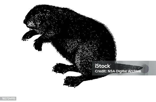 Ilustración de Beaver Antigüedades De Ilustraciones De Animales y más Vectores Libres de Derechos de Castor - Castor, Pelo de animal, Siglo XIX