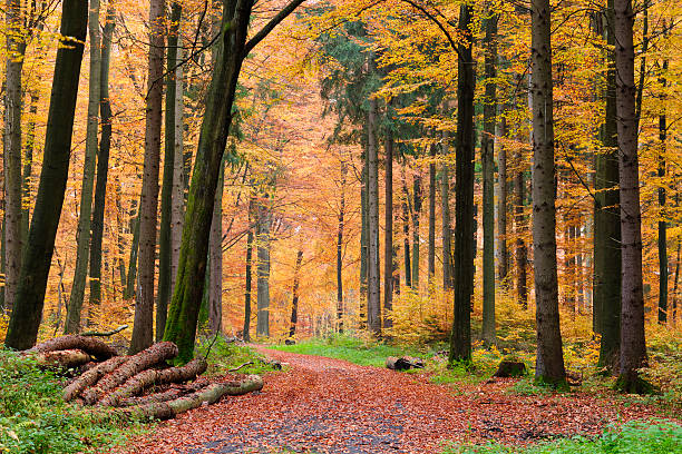 chemin de randonnée à travers forêt arbre en automne mixte - beech tree wilderness area forest log photos et images de collection