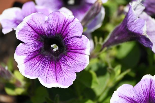 istock Purple and White Petunias 1827250741