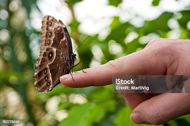 Kolorowy Motyl Na Rękę Ludzi - zdjęcia stockowe i więcej obrazów Wiosna - Wiosna, Zmiana, 25-29 lat
