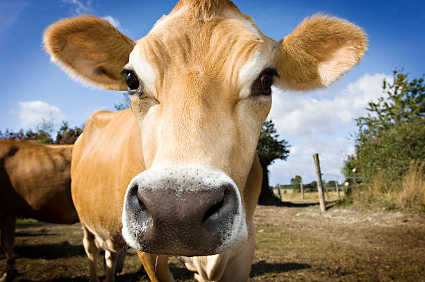 istock Young Jersey Cow in the Field 182725770