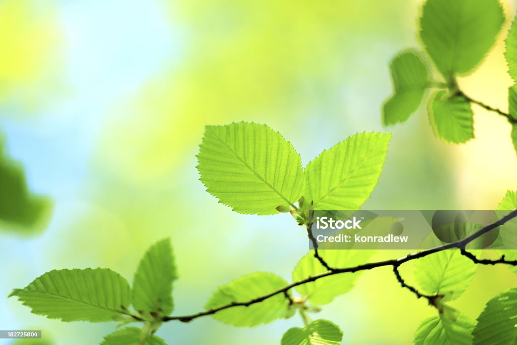 Fondo de hoja verde; Desenfocado - Foto de stock de Abstracto libre de derechos