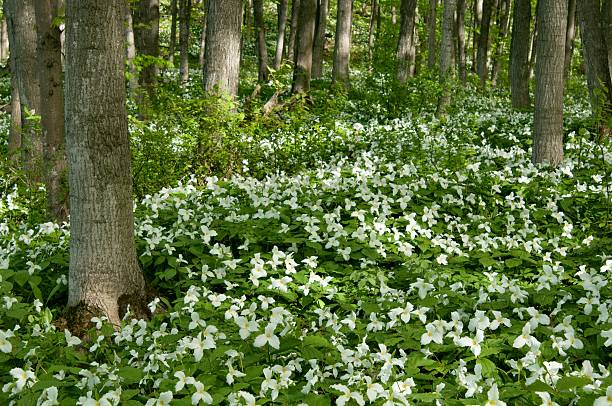 The Large Flowered Trillium is one of the many different kinds of trilliums found in the Great Smoky Mountains National Park. This one was photographed next to a busy trail.