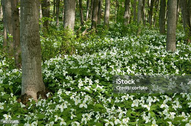 Trillium Forest In Northern Michigan Stock Photo - Download Image Now - Leaf, Michigan, Trillium