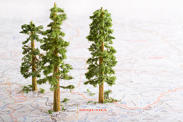 Red Wood / Giant Sequoia Trees on a Map stock photo