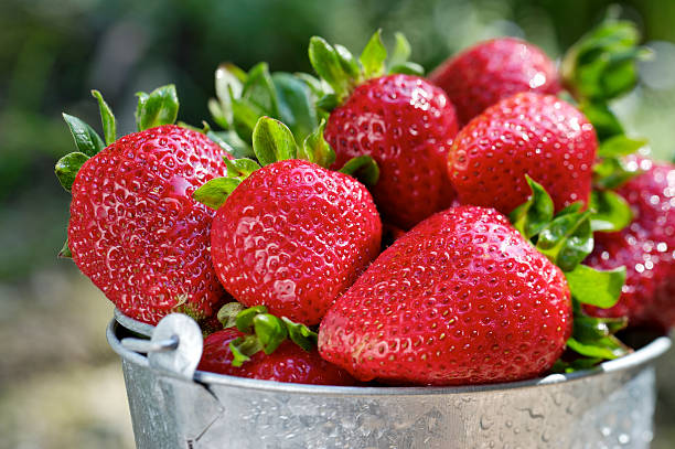 bio-erdbeeren - strawberry vine stock-fotos und bilder