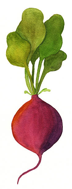 워터컬러 무 또는 비트 - radish white background vegetable leaf stock illustrations