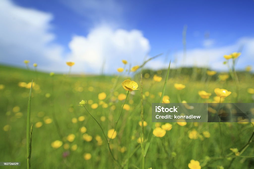 Prato con fiori e Verde erba - Foto stock royalty-free di Ambientazione esterna