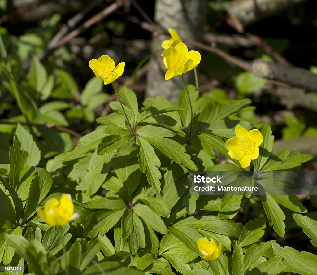 Giallo Anemone dei boschi (A. ranunculoides - Foto stock royalty-free di Aiuola