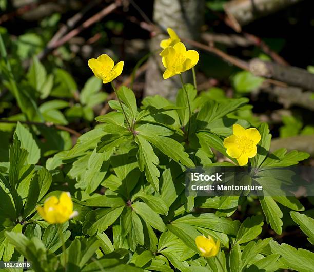 Amarelo Anémona Dos Bosques A Ranunculoides - Fotografias de stock e mais imagens de Amarelo - Amarelo, Anémona dos bosques, Ao Ar Livre