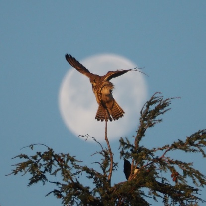 A long lens shot of a female kestrel perched on the very top branch of a pine tree. The full Beaver Moon is behind her. She is fluttering her wings to get her balance. On a lower branch a magpie is looking up at her.