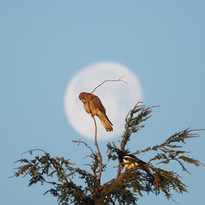 A long lens shot of a female kestrel perched on the very top branch of a pine tree. The full Beaver Moon is behind her. She is looking down at the ground below. On a lower branch a magpie is looking up at her.