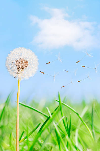 istock Dandelion seeds blowing across grass under blue sky 182726248