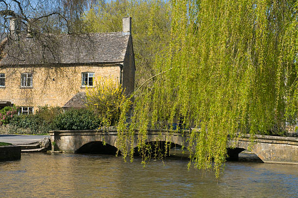 Willow, Bourton on the Water stock photo
